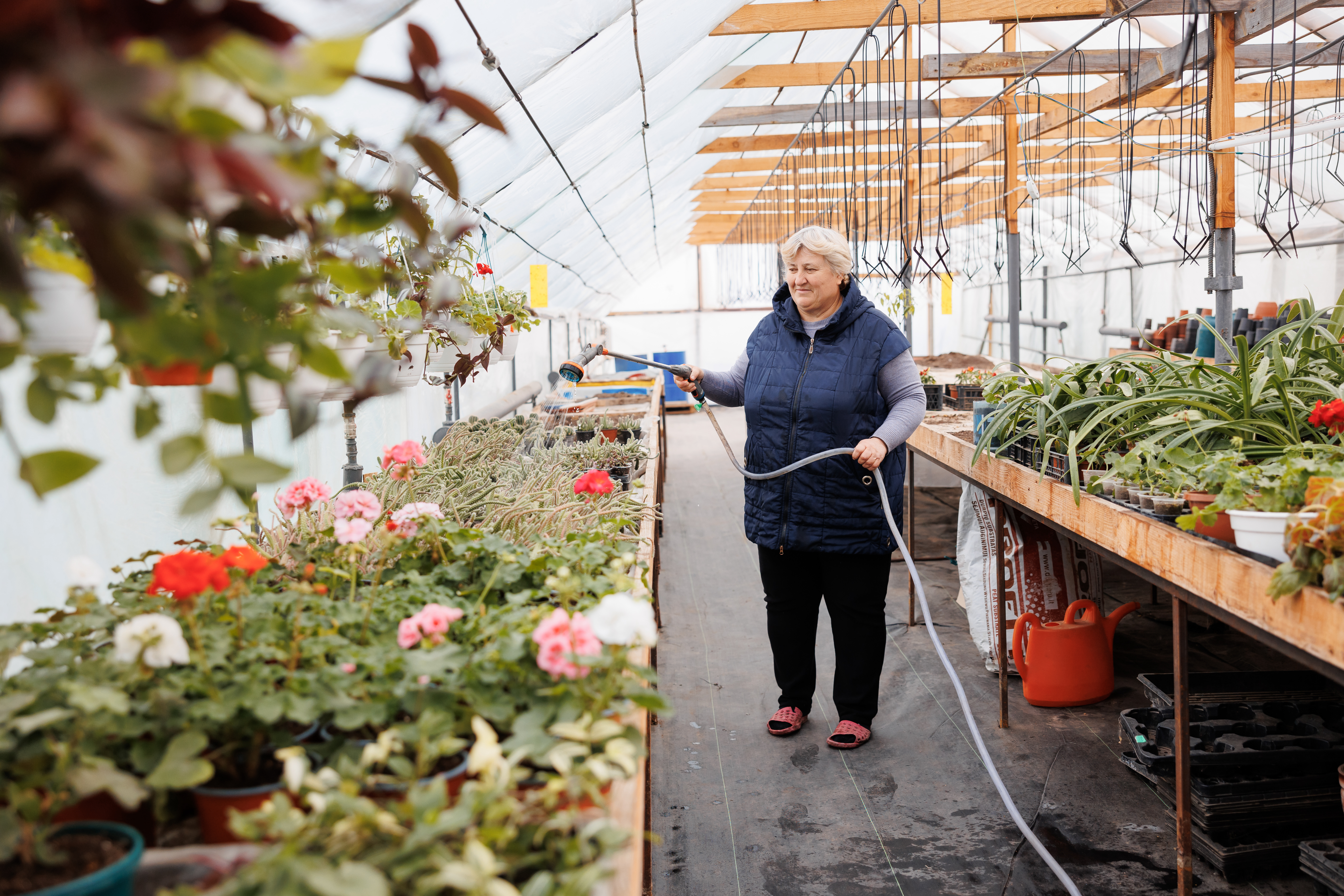 Entrepreneur in Moldova watering plants in a greenhouse