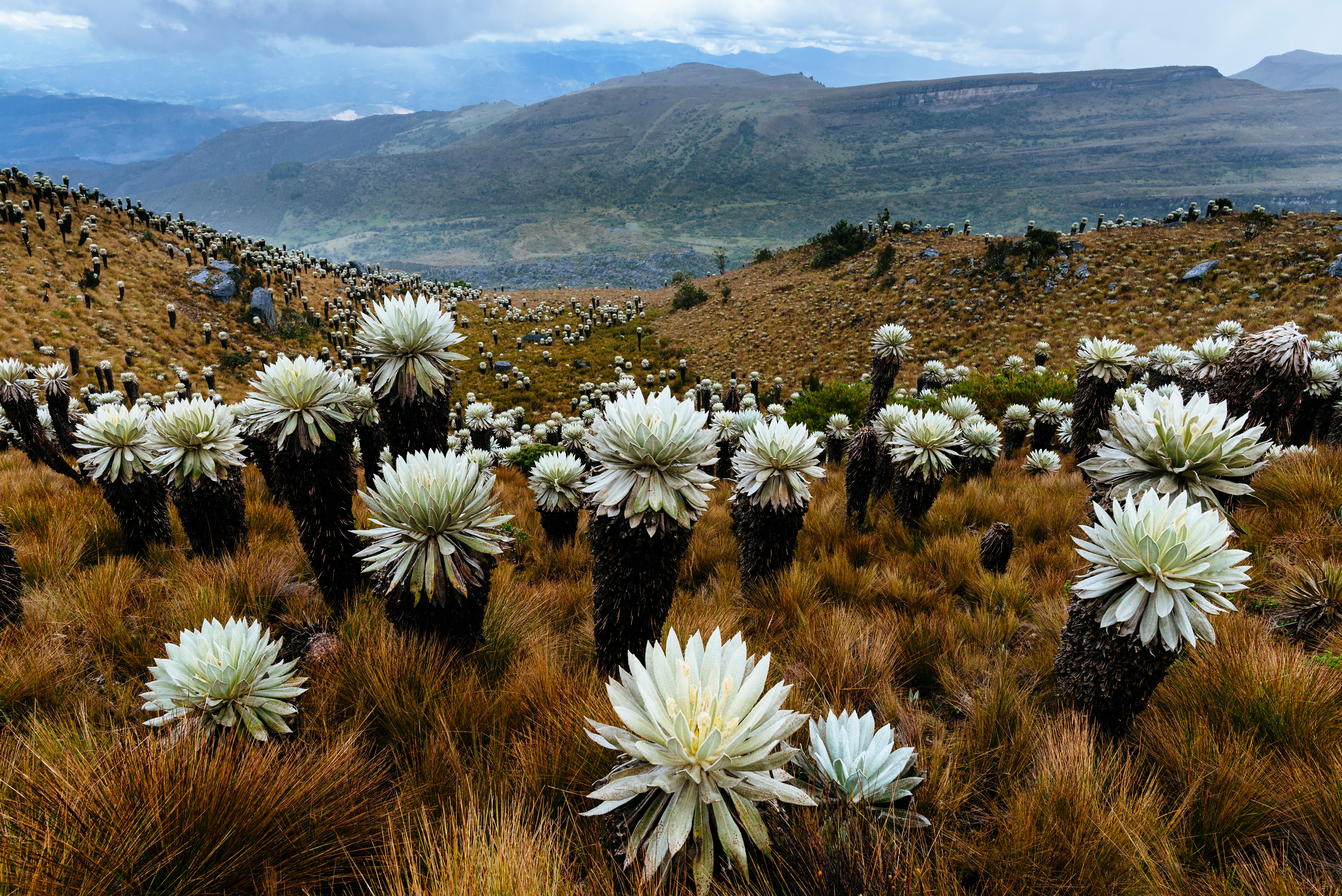Landscape in Colombia