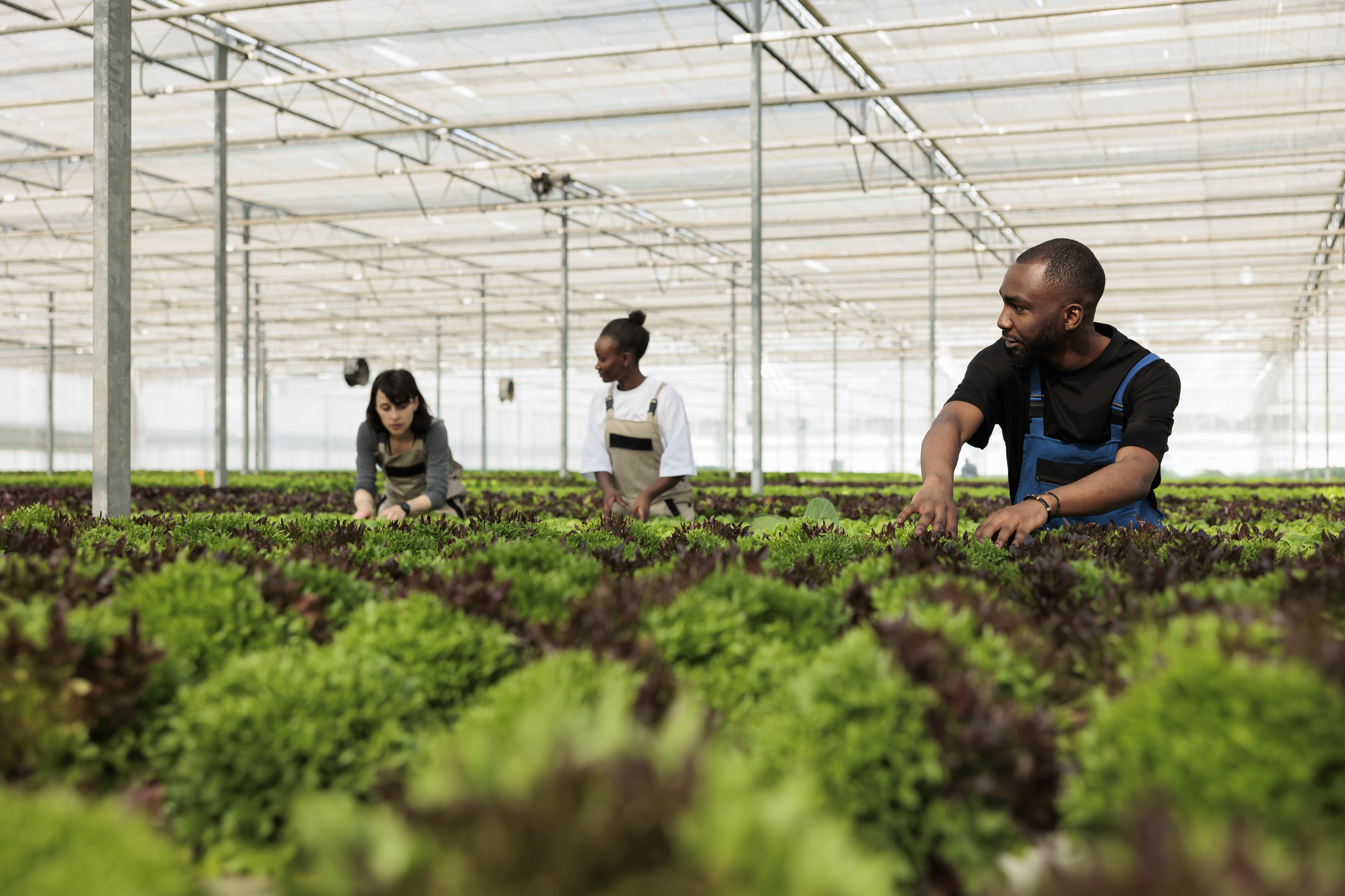 people cultivating crops