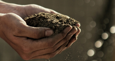 Hands with soil