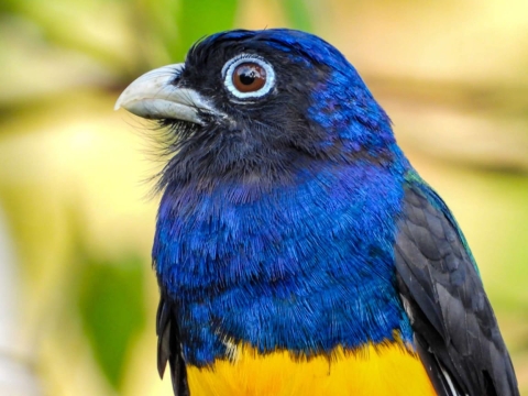 A bird