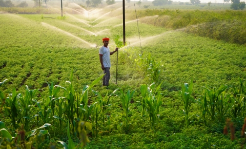 Farmer on an irrigated field