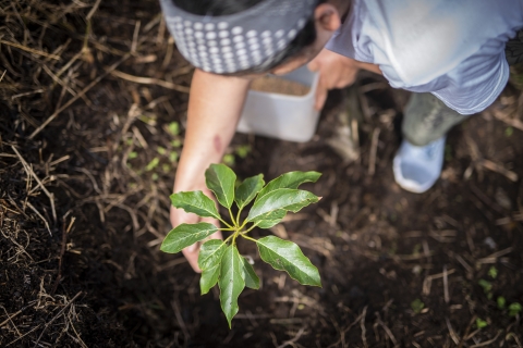 tea planting