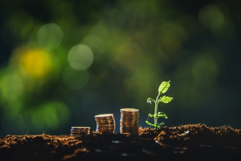 money piles and a plant