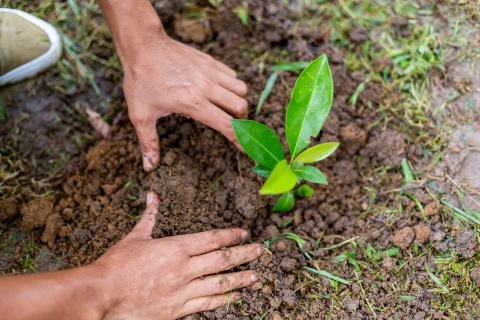 Tree planting