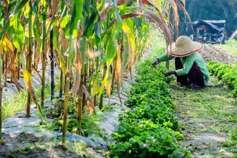 Person working on a field