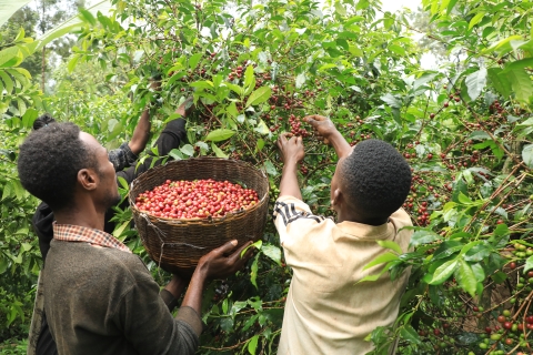 Picking coffee