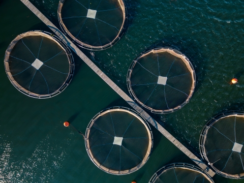 Fish farming in river