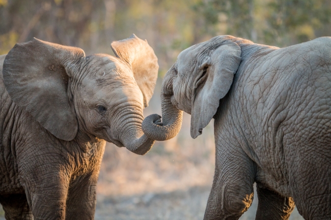 elephants-playing-in-the-kruger-2023-11-27-05-19-02-utc