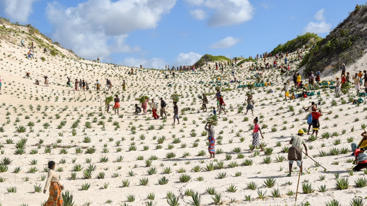 UNDP-Madagascar-2018-sand-dune-restoration 2- PC UNDP Madagascar