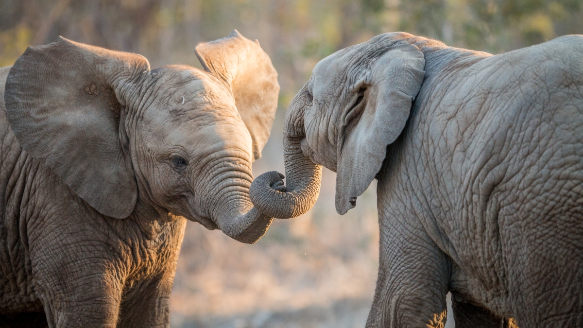 elephants-playing-in-the-kruger-2023-11-27-05-19-02-utc