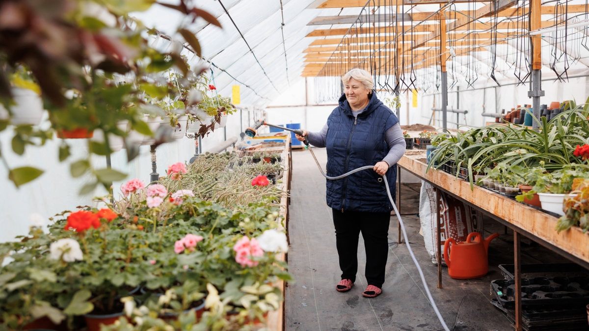 Entrepreneur in Moldova watering plants in a greenhouse