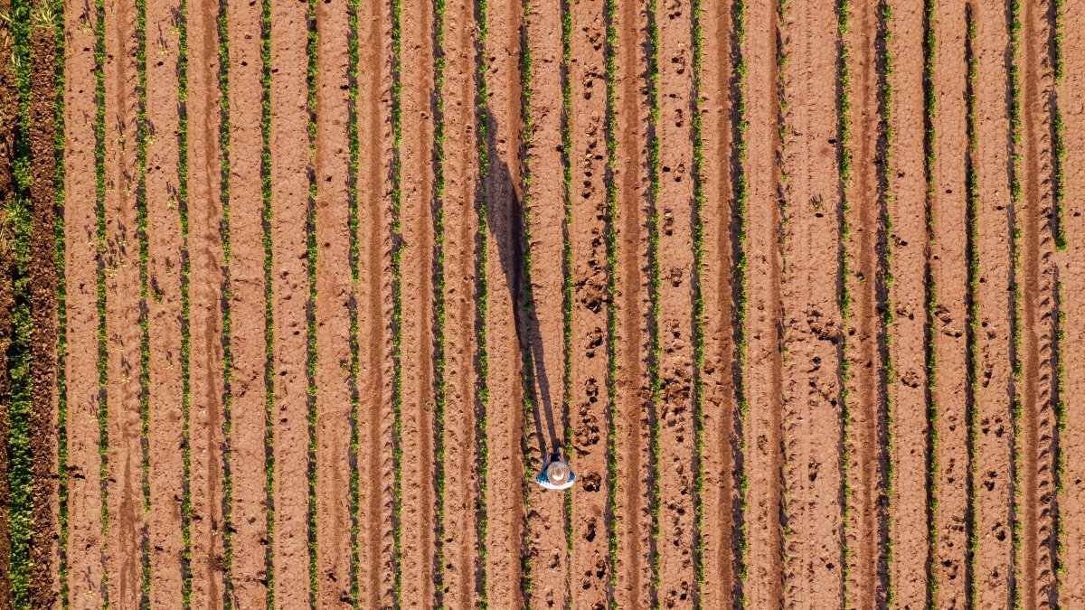man walks on a field