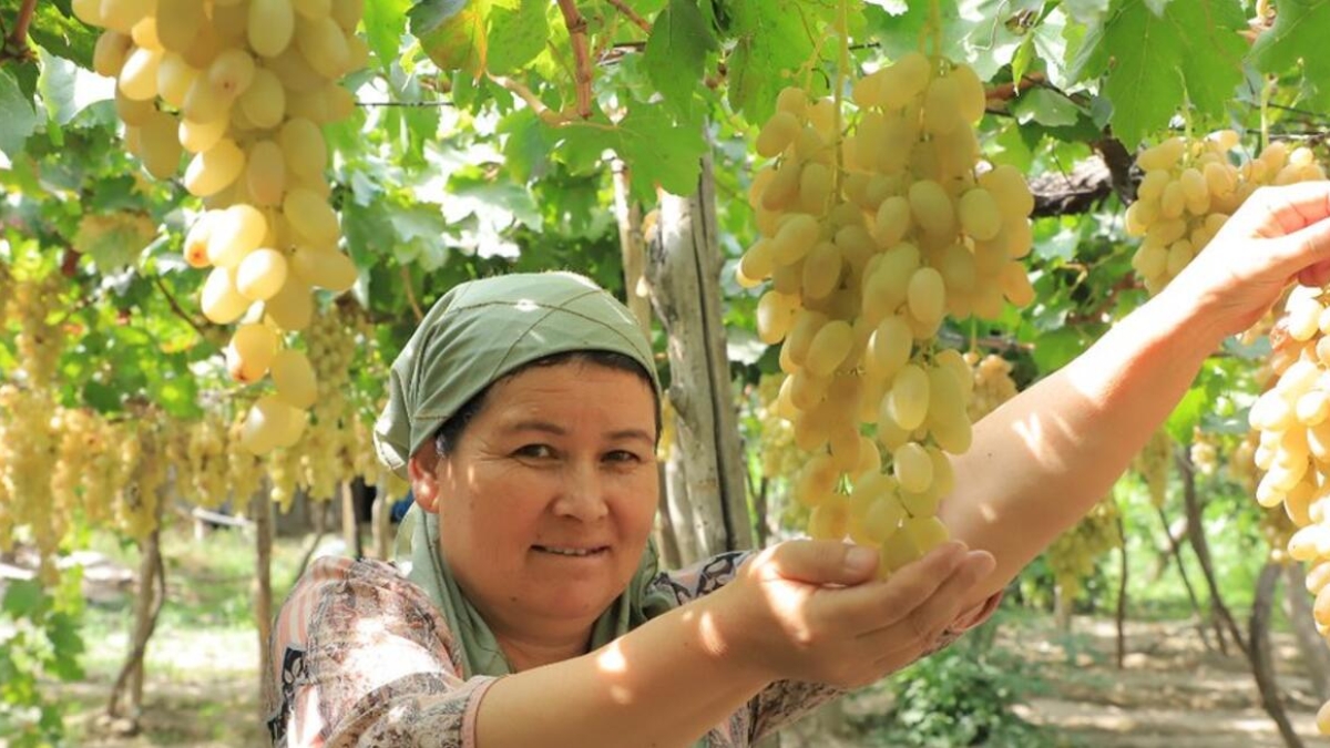 Woman picking grapes