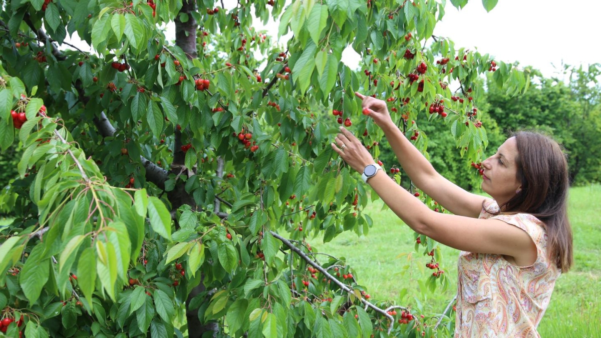 woman picking fruit