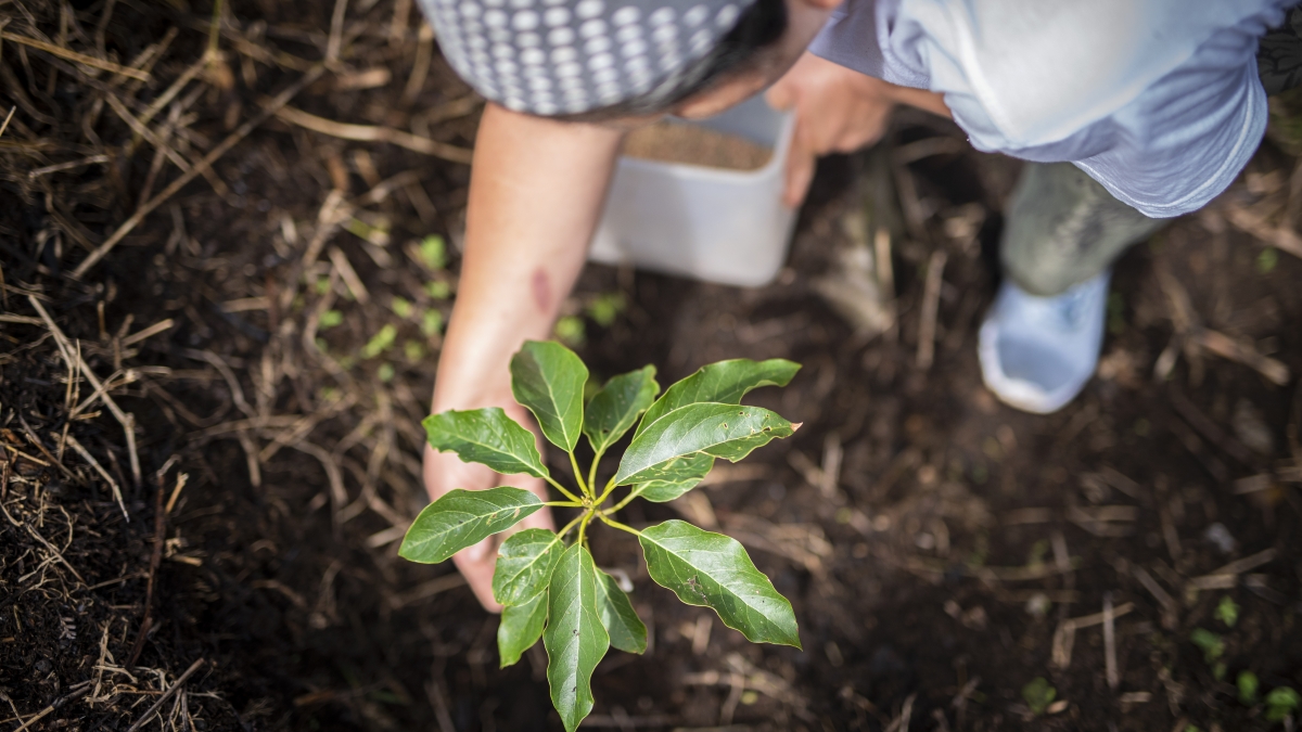 tea planting