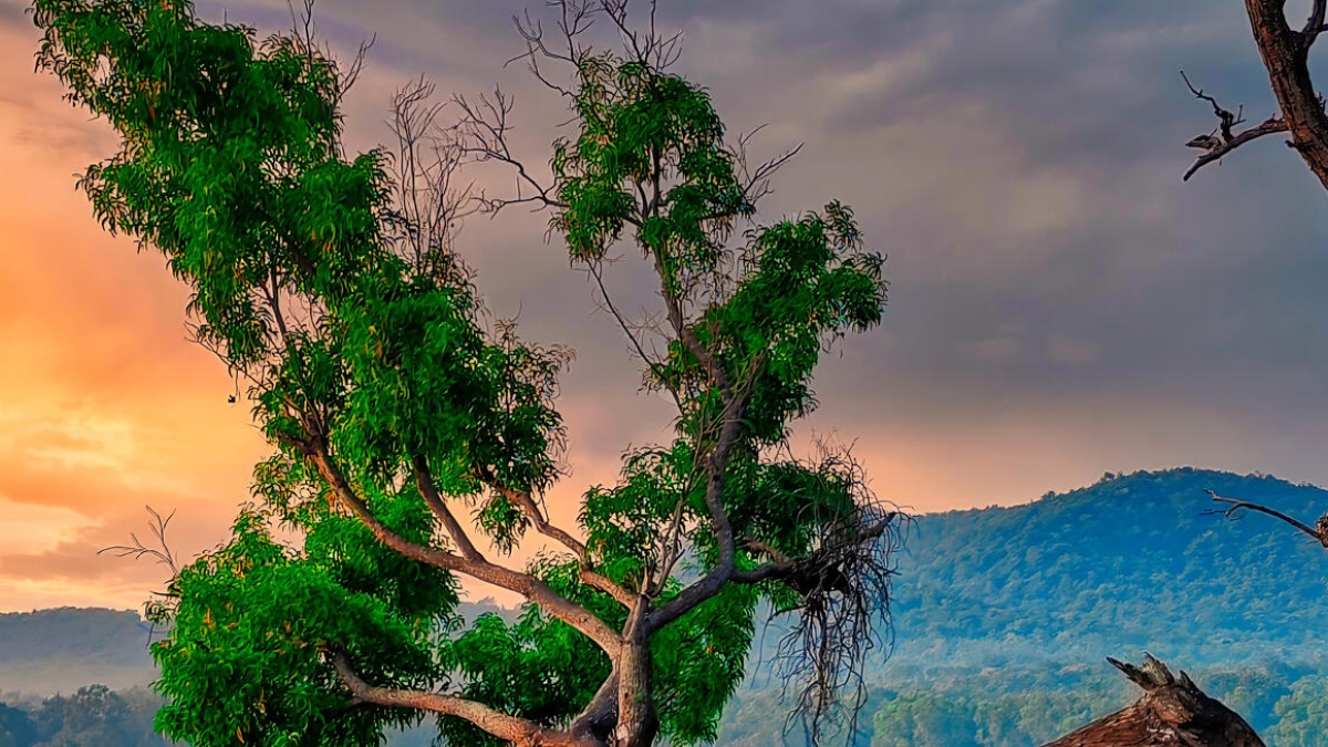 Landscape