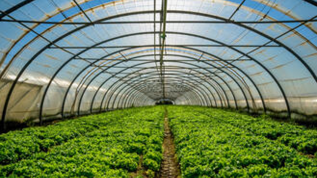 greenhouse