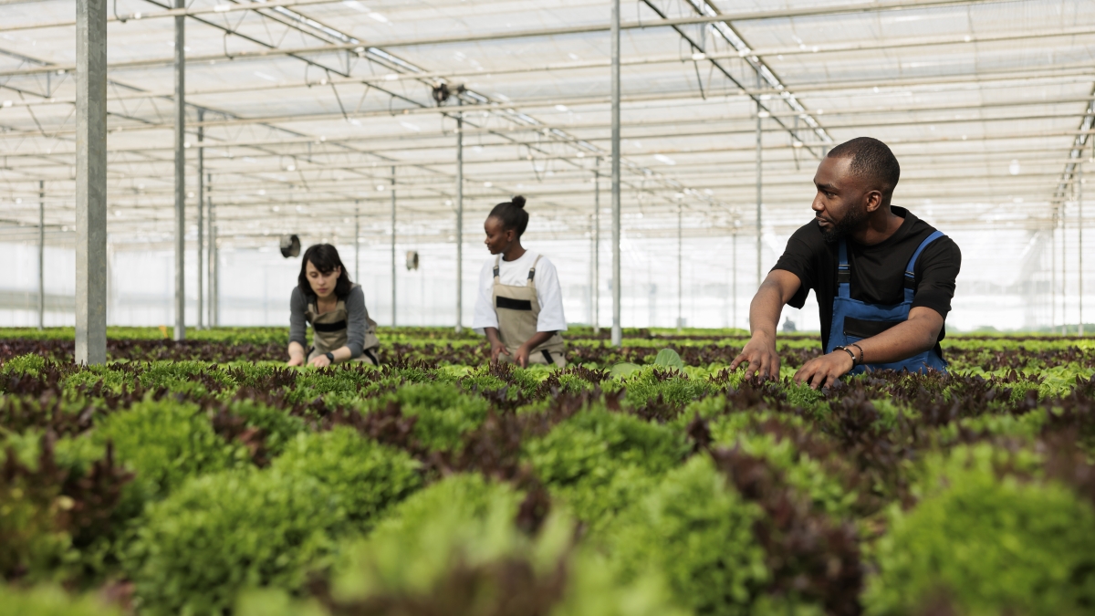 people cultivating crops