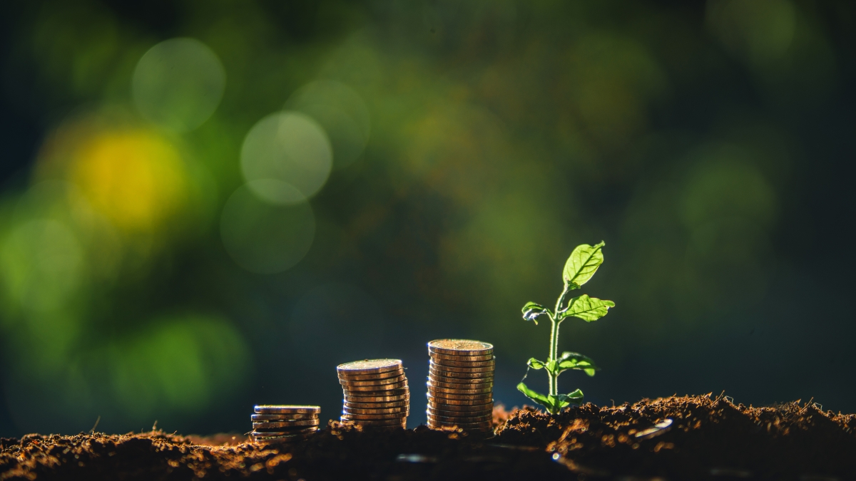 money piles and a plant