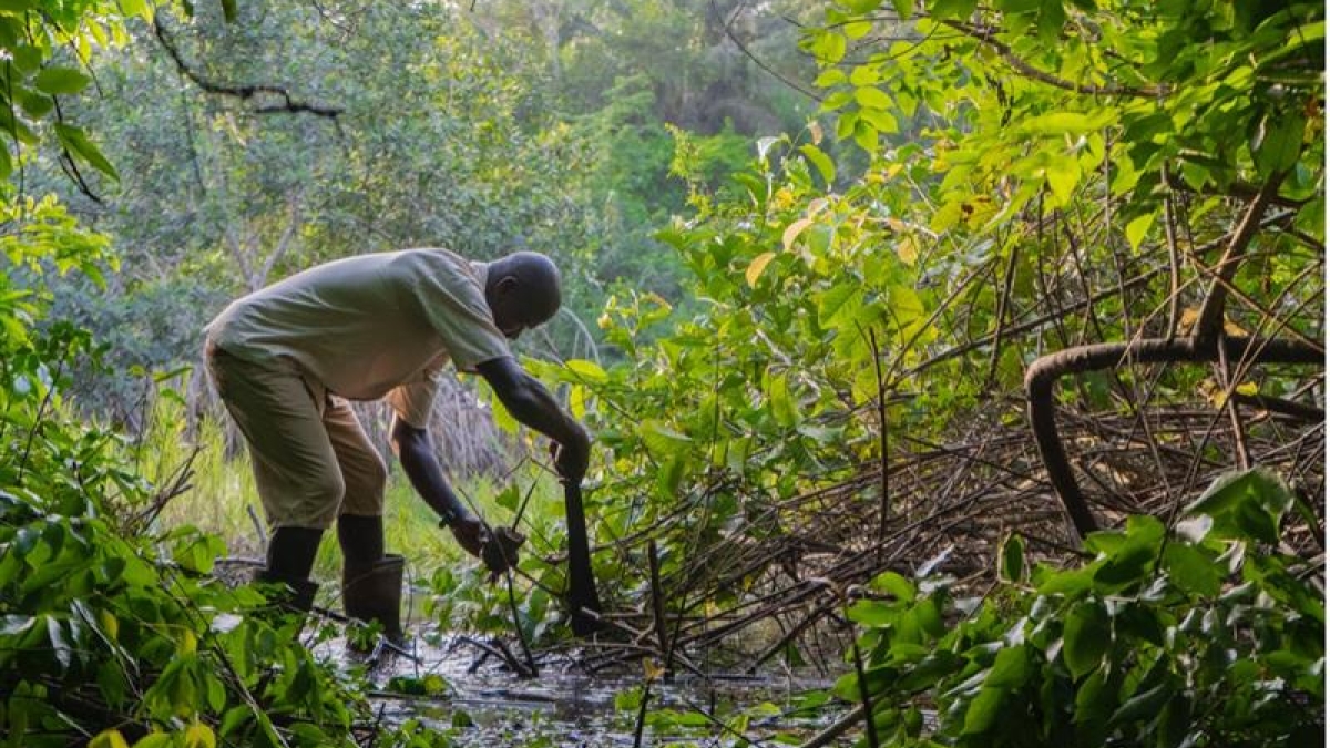 A person working in a forest