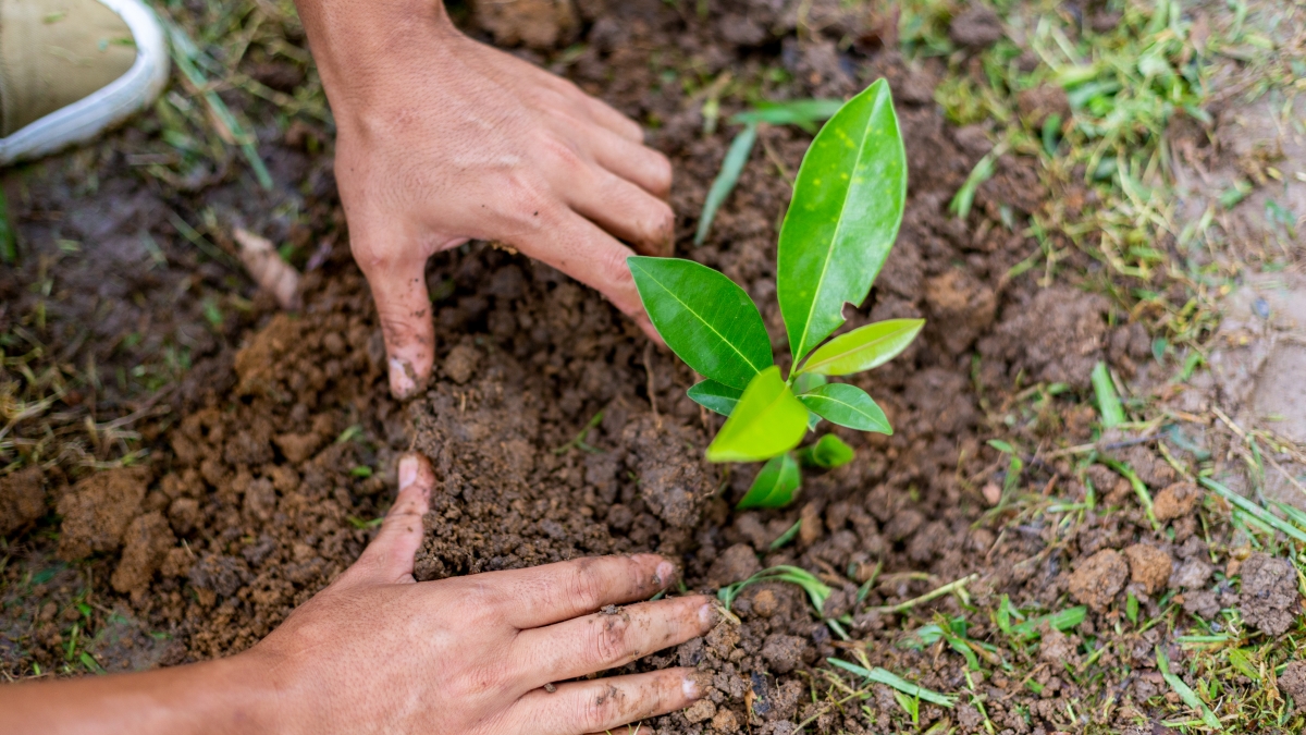 Tree planting