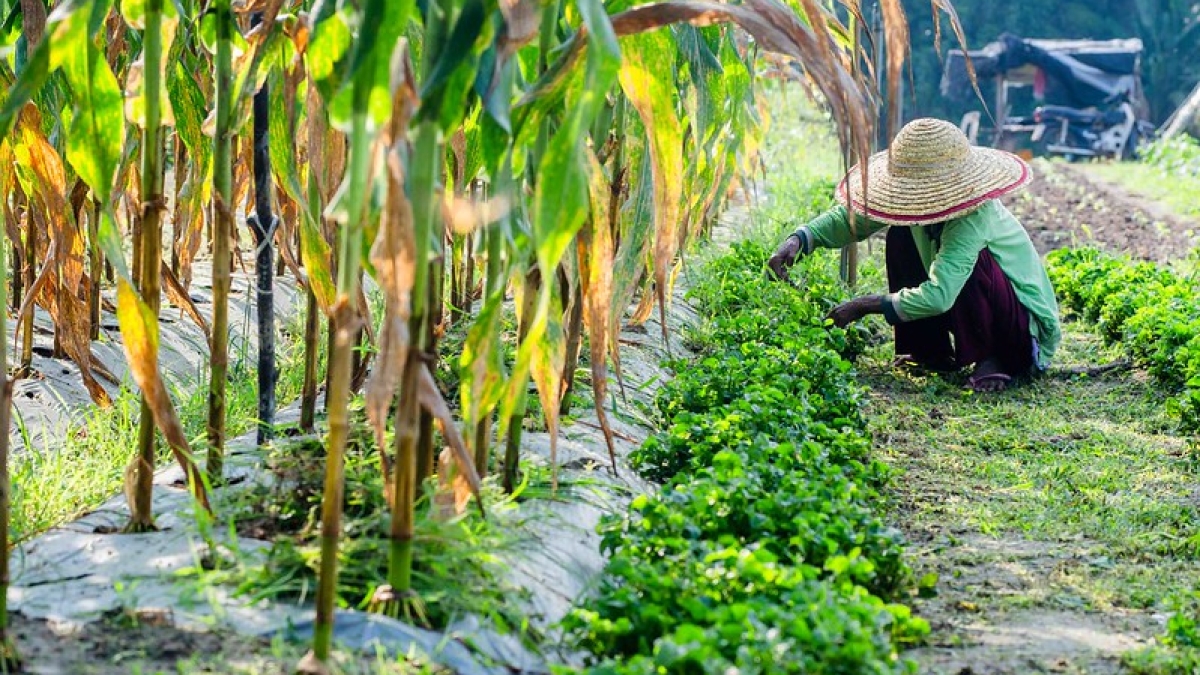 Person working on a field