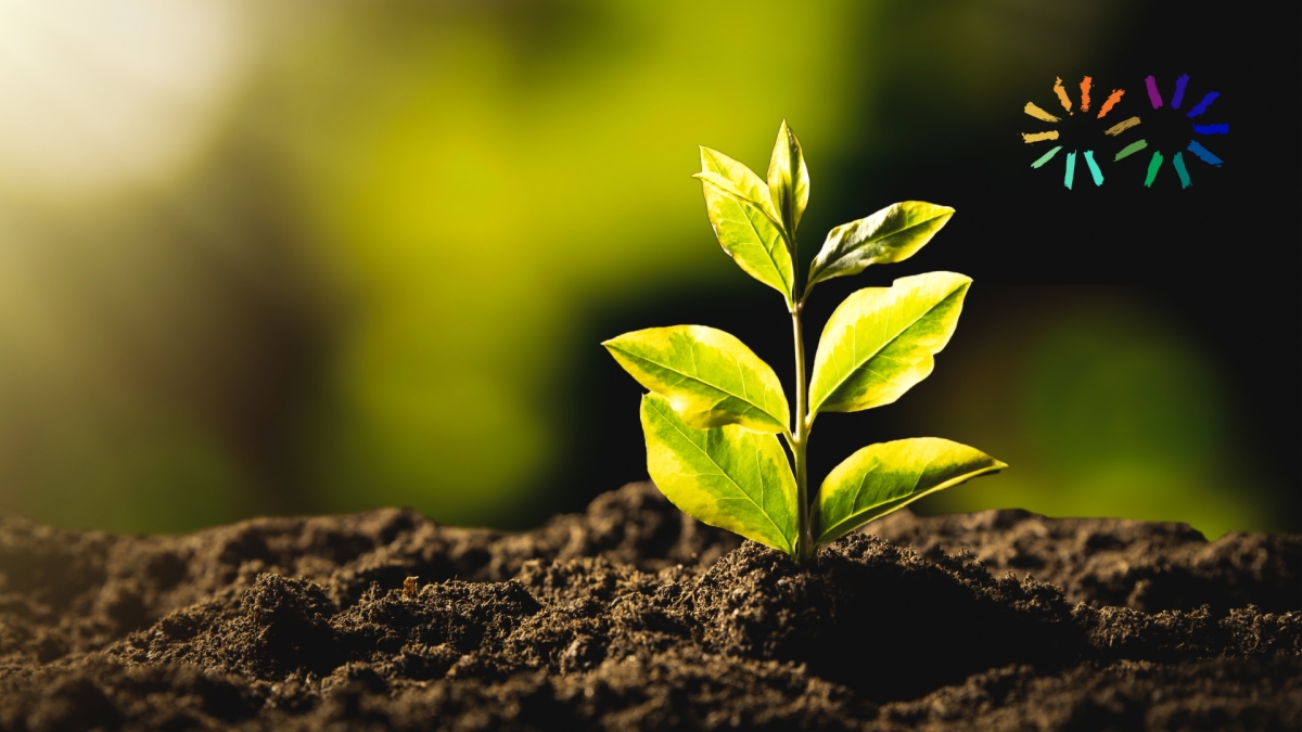 Sunny picture of a seedling