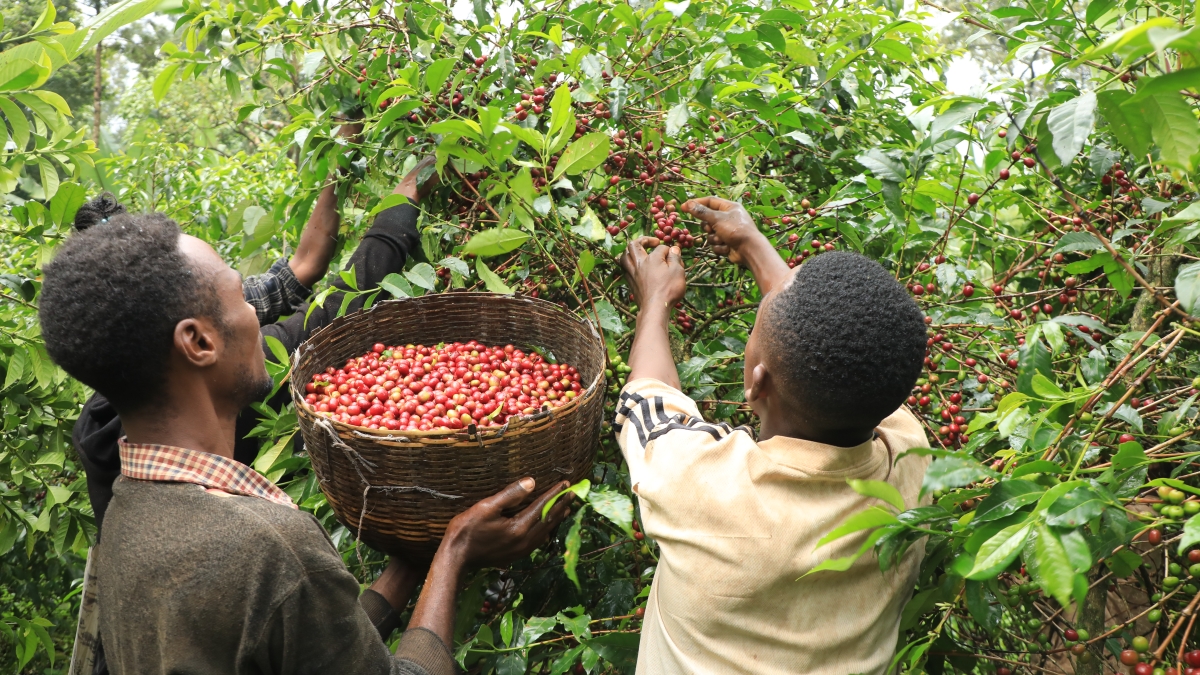 Picking coffee