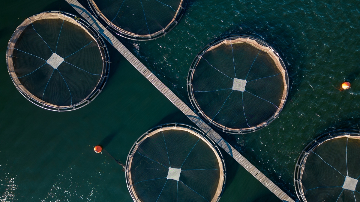 Fish farming in river