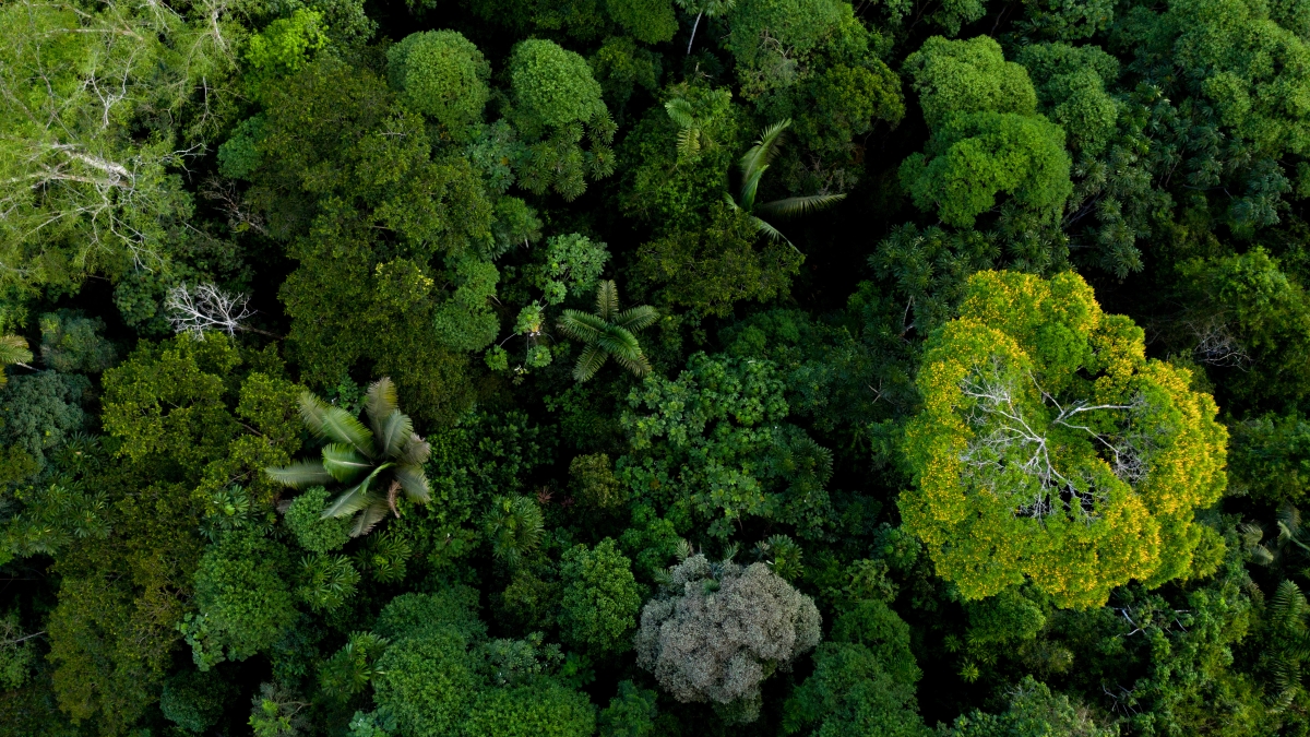Aerial view of forest
