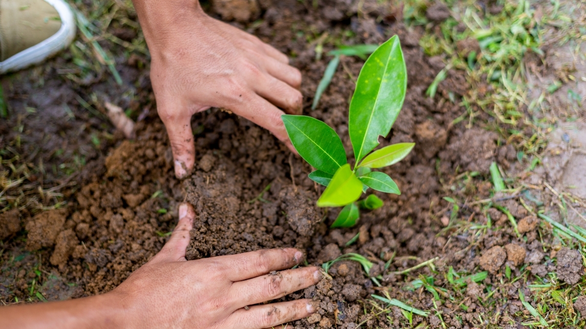 Recovery and Resilience Financing Platform (RRFP)