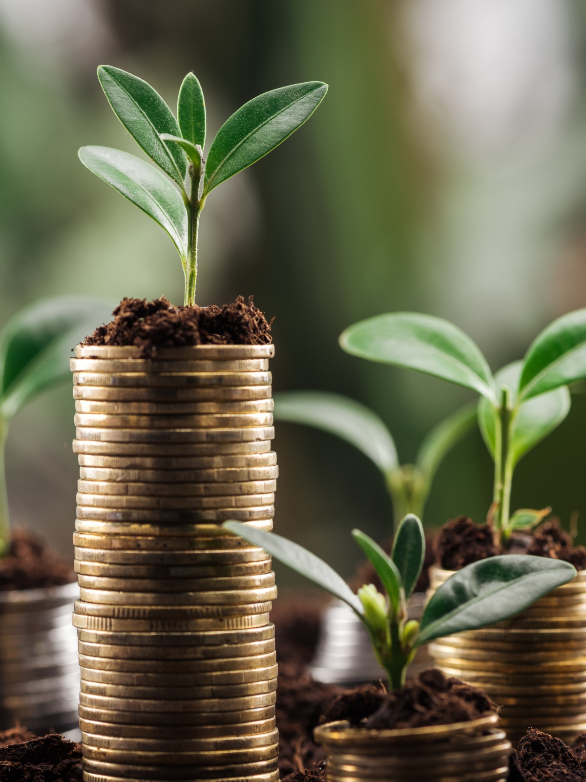 Shoots growing on piles of coins